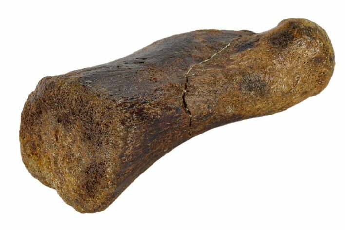 Hadrosaur (Edmontosaur) Metacarpal (Wrist) Bone - South Dakota #117081